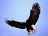 pic for Bald Eagle